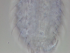  ( - HA_24.100)  @11 [ ] CreativeCommons  Attribution Non-Commercial (2016) Malgorzata Kolicka Department of Animal Taxonomy and Ecology Adam Mickiewicz University Poznan