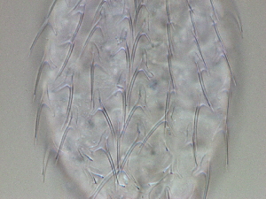  ( - HA_24.100)  @11 [ ] CreativeCommons  Attribution Non-Commercial (2016) Malgorzata Kolicka Department of Animal Taxonomy and Ecology Adam Mickiewicz University Poznan
