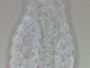  ( - HA_24.100)  @11 [ ] CreativeCommons  Attribution Non-Commercial (2016) Malgorzata Kolicka Department of Animal Taxonomy and Ecology Adam Mickiewicz University Poznan