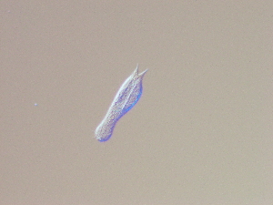  ( - HA_24.107)  @11 [ ] CreativeCommons  Attribution Non-Commercial (2016) Malgorzata Kolicka Department of Animal Taxonomy and Ecology Adam Mickiewicz University Poznan