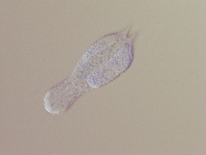  ( - HA_24.107)  @11 [ ] CreativeCommons  Attribution Non-Commercial (2016) Malgorzata Kolicka Department of Animal Taxonomy and Ecology Adam Mickiewicz University Poznan