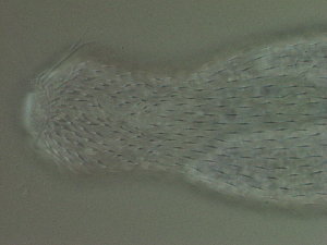  ( - HA_24.107)  @11 [ ] CreativeCommons  Attribution Non-Commercial (2016) Malgorzata Kolicka Department of Animal Taxonomy and Ecology Adam Mickiewicz University Poznan