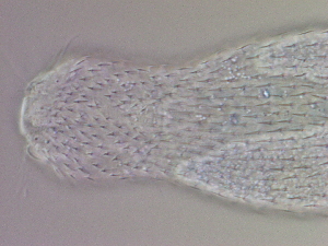  ( - HA_24.107)  @11 [ ] CreativeCommons  Attribution Non-Commercial (2016) Malgorzata Kolicka Department of Animal Taxonomy and Ecology Adam Mickiewicz University Poznan