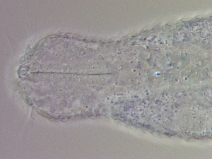  ( - HA_24.107)  @11 [ ] CreativeCommons  Attribution Non-Commercial (2016) Malgorzata Kolicka Department of Animal Taxonomy and Ecology Adam Mickiewicz University Poznan
