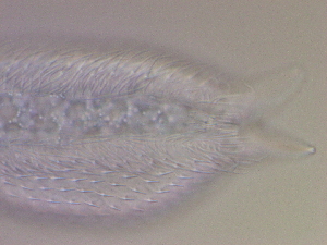  ( - HA_24.128)  @11 [ ] CreativeCommons  Attribution Non-Commercial (2016) Malgorzata Kolicka Department of Animal Taxonomy and Ecology Adam Mickiewicz University Poznan