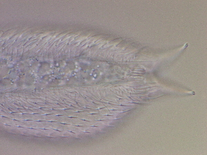 ( - HA_24.128)  @11 [ ] CreativeCommons  Attribution Non-Commercial (2016) Malgorzata Kolicka Department of Animal Taxonomy and Ecology Adam Mickiewicz University Poznan