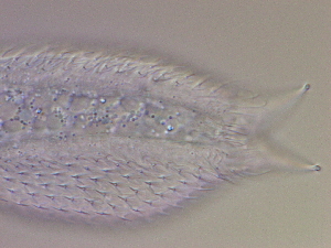  ( - HA_24.128)  @11 [ ] CreativeCommons  Attribution Non-Commercial (2016) Malgorzata Kolicka Department of Animal Taxonomy and Ecology Adam Mickiewicz University Poznan