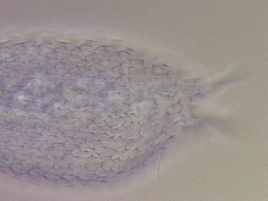  ( - HA_24.128)  @11 [ ] CreativeCommons  Attribution Non-Commercial (2016) Malgorzata Kolicka Department of Animal Taxonomy and Ecology Adam Mickiewicz University Poznan