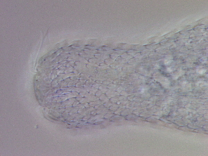  ( - HA_24.128)  @11 [ ] CreativeCommons  Attribution Non-Commercial (2016) Malgorzata Kolicka Department of Animal Taxonomy and Ecology Adam Mickiewicz University Poznan