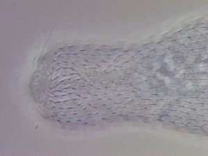  ( - HA_24.128)  @11 [ ] CreativeCommons  Attribution Non-Commercial (2016) Malgorzata Kolicka Department of Animal Taxonomy and Ecology Adam Mickiewicz University Poznan