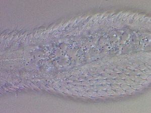  ( - HA_24.128)  @11 [ ] CreativeCommons  Attribution Non-Commercial (2016) Malgorzata Kolicka Department of Animal Taxonomy and Ecology Adam Mickiewicz University Poznan