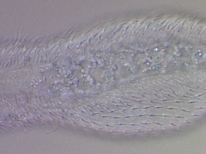  ( - HA_24.128)  @11 [ ] CreativeCommons  Attribution Non-Commercial (2016) Malgorzata Kolicka Department of Animal Taxonomy and Ecology Adam Mickiewicz University Poznan