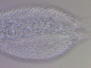  ( - HA_24.128)  @11 [ ] CreativeCommons  Attribution Non-Commercial (2016) Malgorzata Kolicka Department of Animal Taxonomy and Ecology Adam Mickiewicz University Poznan
