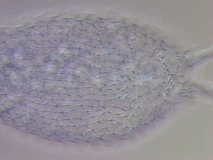  ( - HA_24.128)  @11 [ ] CreativeCommons  Attribution Non-Commercial (2016) Malgorzata Kolicka Department of Animal Taxonomy and Ecology Adam Mickiewicz University Poznan