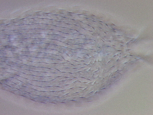  ( - HA_24.128)  @11 [ ] CreativeCommons  Attribution Non-Commercial (2016) Malgorzata Kolicka Department of Animal Taxonomy and Ecology Adam Mickiewicz University Poznan
