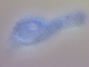  ( - HA_24.148)  @11 [ ] CreativeCommons  Attribution Non-Commercial (2016) Malgorzata Kolicka Department of Animal Taxonomy and Ecology Adam Mickiewicz University Poznan