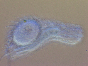  ( - HA_24.148)  @11 [ ] CreativeCommons  Attribution Non-Commercial (2016) Malgorzata Kolicka Department of Animal Taxonomy and Ecology Adam Mickiewicz University Poznan