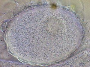  ( - HA_24.148)  @11 [ ] CreativeCommons  Attribution Non-Commercial (2016) Malgorzata Kolicka Department of Animal Taxonomy and Ecology Adam Mickiewicz University Poznan