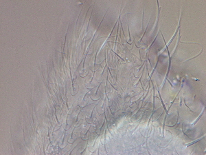  ( - HA_24.148)  @11 [ ] CreativeCommons  Attribution Non-Commercial (2016) Malgorzata Kolicka Department of Animal Taxonomy and Ecology Adam Mickiewicz University Poznan