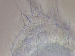  ( - HA_24.148)  @11 [ ] CreativeCommons  Attribution Non-Commercial (2016) Malgorzata Kolicka Department of Animal Taxonomy and Ecology Adam Mickiewicz University Poznan