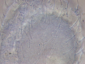  ( - HA_24.148)  @11 [ ] CreativeCommons  Attribution Non-Commercial (2016) Malgorzata Kolicka Department of Animal Taxonomy and Ecology Adam Mickiewicz University Poznan