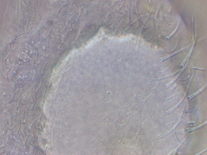  ( - HA_24.148)  @11 [ ] CreativeCommons  Attribution Non-Commercial (2016) Malgorzata Kolicka Department of Animal Taxonomy and Ecology Adam Mickiewicz University Poznan