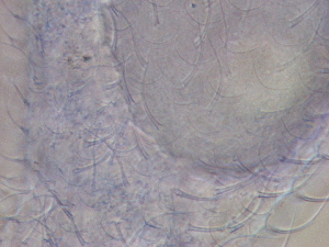  ( - HA_24.148)  @11 [ ] CreativeCommons  Attribution Non-Commercial (2016) Malgorzata Kolicka Department of Animal Taxonomy and Ecology Adam Mickiewicz University Poznan