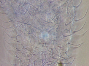  ( - HA_24.148)  @11 [ ] CreativeCommons  Attribution Non-Commercial (2016) Malgorzata Kolicka Department of Animal Taxonomy and Ecology Adam Mickiewicz University Poznan