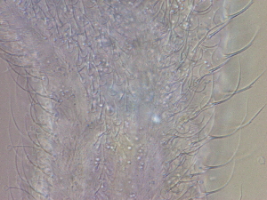  ( - HA_24.148)  @11 [ ] CreativeCommons  Attribution Non-Commercial (2016) Malgorzata Kolicka Department of Animal Taxonomy and Ecology Adam Mickiewicz University Poznan