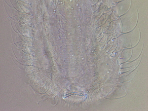  ( - HA_24.148)  @11 [ ] CreativeCommons  Attribution Non-Commercial (2016) Malgorzata Kolicka Department of Animal Taxonomy and Ecology Adam Mickiewicz University Poznan