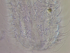  ( - HA_24.148)  @11 [ ] CreativeCommons  Attribution Non-Commercial (2016) Malgorzata Kolicka Department of Animal Taxonomy and Ecology Adam Mickiewicz University Poznan