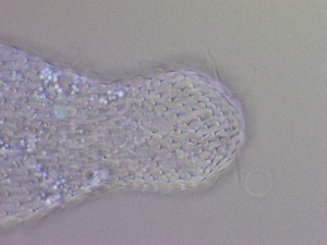  ( - HA_24.159)  @11 [ ] CreativeCommons  Attribution Non-Commercial (2016) Malgorzata Kolicka Department of Animal Taxonomy and Ecology Adam Mickiewicz University Poznan