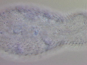  ( - HA_24.159)  @11 [ ] CreativeCommons  Attribution Non-Commercial (2016) Malgorzata Kolicka Department of Animal Taxonomy and Ecology Adam Mickiewicz University Poznan