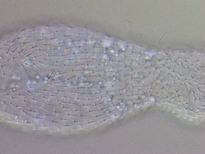  ( - HA_24.159)  @11 [ ] CreativeCommons  Attribution Non-Commercial (2016) Malgorzata Kolicka Department of Animal Taxonomy and Ecology Adam Mickiewicz University Poznan
