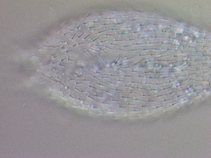  ( - HA_24.159)  @11 [ ] CreativeCommons  Attribution Non-Commercial (2016) Malgorzata Kolicka Department of Animal Taxonomy and Ecology Adam Mickiewicz University Poznan