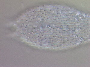  ( - HA_24.159)  @11 [ ] CreativeCommons  Attribution Non-Commercial (2016) Malgorzata Kolicka Department of Animal Taxonomy and Ecology Adam Mickiewicz University Poznan