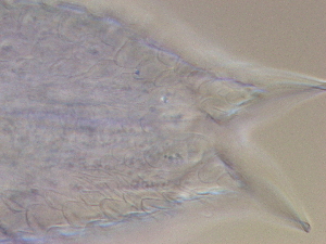  ( - HA_24.164)  @11 [ ] CreativeCommons  Attribution Non-Commercial (2016) Malgorzata Kolicka Department of Animal Taxonomy and Ecology Adam Mickiewicz University Poznan