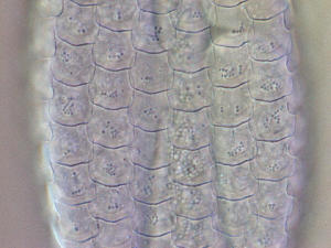  ( - HA_24.164)  @11 [ ] CreativeCommons  Attribution Non-Commercial (2016) Malgorzata Kolicka Department of Animal Taxonomy and Ecology Adam Mickiewicz University Poznan