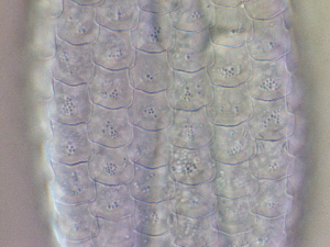  ( - HA_24.164)  @11 [ ] CreativeCommons  Attribution Non-Commercial (2016) Malgorzata Kolicka Department of Animal Taxonomy and Ecology Adam Mickiewicz University Poznan