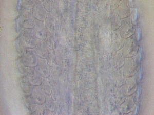  ( - HA_24.164)  @11 [ ] CreativeCommons  Attribution Non-Commercial (2016) Malgorzata Kolicka Department of Animal Taxonomy and Ecology Adam Mickiewicz University Poznan