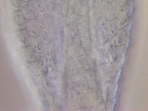  ( - HA_24.164)  @11 [ ] CreativeCommons  Attribution Non-Commercial (2016) Malgorzata Kolicka Department of Animal Taxonomy and Ecology Adam Mickiewicz University Poznan