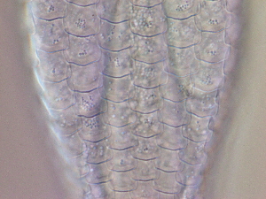  ( - HA_24.164)  @11 [ ] CreativeCommons  Attribution Non-Commercial (2016) Malgorzata Kolicka Department of Animal Taxonomy and Ecology Adam Mickiewicz University Poznan