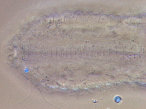  ( - HA_24.164)  @11 [ ] CreativeCommons  Attribution Non-Commercial (2016) Malgorzata Kolicka Department of Animal Taxonomy and Ecology Adam Mickiewicz University Poznan