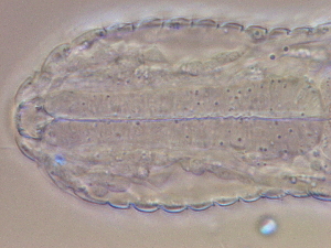  ( - HA_24.164)  @11 [ ] CreativeCommons  Attribution Non-Commercial (2016) Malgorzata Kolicka Department of Animal Taxonomy and Ecology Adam Mickiewicz University Poznan