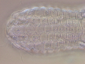  ( - HA_24.164)  @11 [ ] CreativeCommons  Attribution Non-Commercial (2016) Malgorzata Kolicka Department of Animal Taxonomy and Ecology Adam Mickiewicz University Poznan