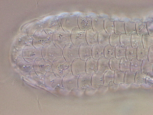  ( - HA_24.164)  @11 [ ] CreativeCommons  Attribution Non-Commercial (2016) Malgorzata Kolicka Department of Animal Taxonomy and Ecology Adam Mickiewicz University Poznan