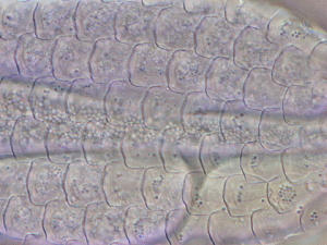  ( - HA_24.164)  @11 [ ] CreativeCommons  Attribution Non-Commercial (2016) Malgorzata Kolicka Department of Animal Taxonomy and Ecology Adam Mickiewicz University Poznan
