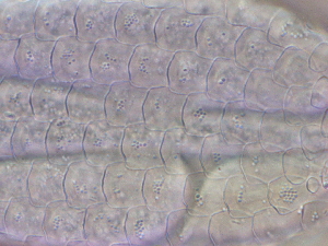  ( - HA_24.164)  @11 [ ] CreativeCommons  Attribution Non-Commercial (2016) Malgorzata Kolicka Department of Animal Taxonomy and Ecology Adam Mickiewicz University Poznan