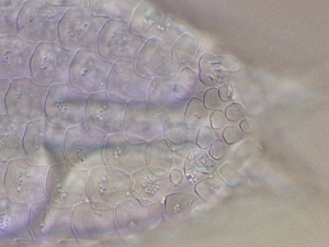 ( - HA_24.164)  @11 [ ] CreativeCommons  Attribution Non-Commercial (2016) Malgorzata Kolicka Department of Animal Taxonomy and Ecology Adam Mickiewicz University Poznan