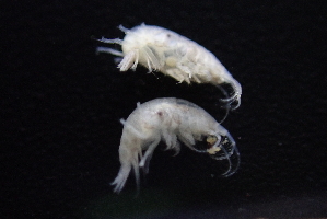 (Photis dolichomata - HF23_04_01)  @11 [ ] Unspecified (default): All Rights Reserved  Unspecified Unspecified